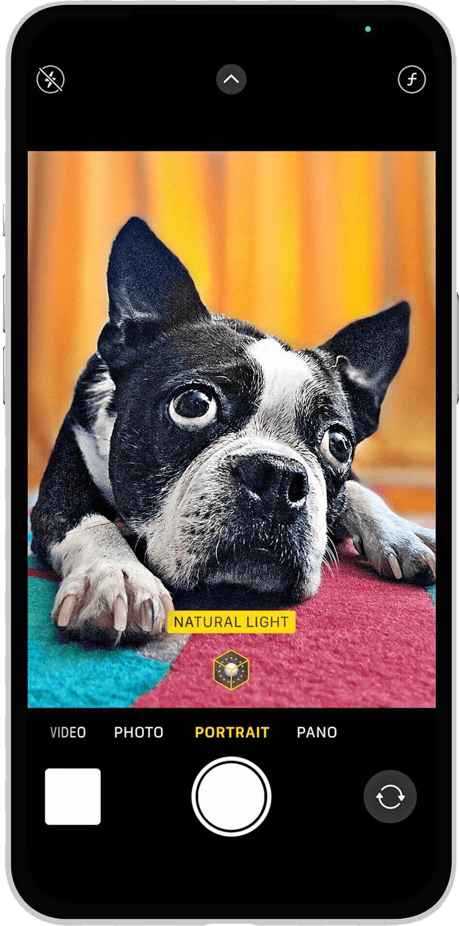 Photo of a smartphone with a cute photo of a Boston terrier on the screen