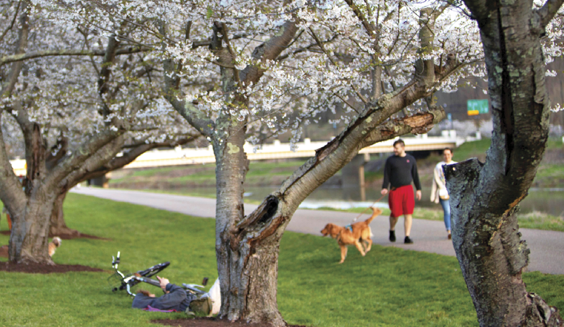 Image of cherry blossoms in a park in Athens, Ohio