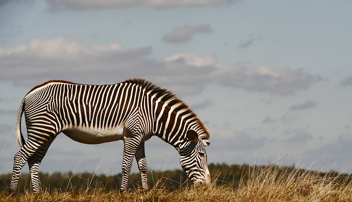 A Zebra Grazes In A Field In An American Safari, Second Honeymoon Destinations