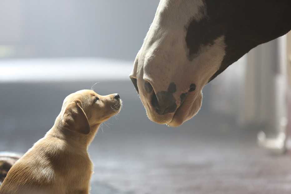 A puppy and a clydesdale look at each other in a Budweiser Super Bowl commercial