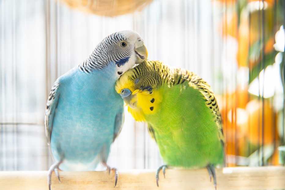 two budgies preening