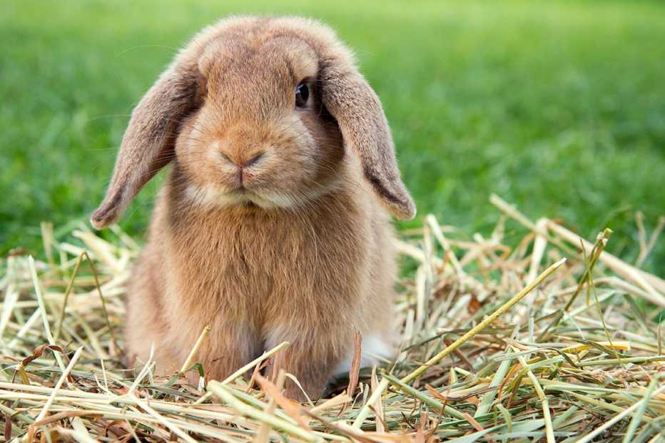 a dwarf rabbit in a green meadow