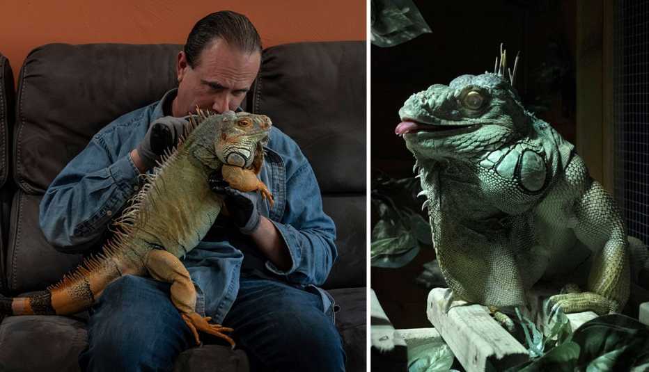 tim sullivan and his iguana rocky