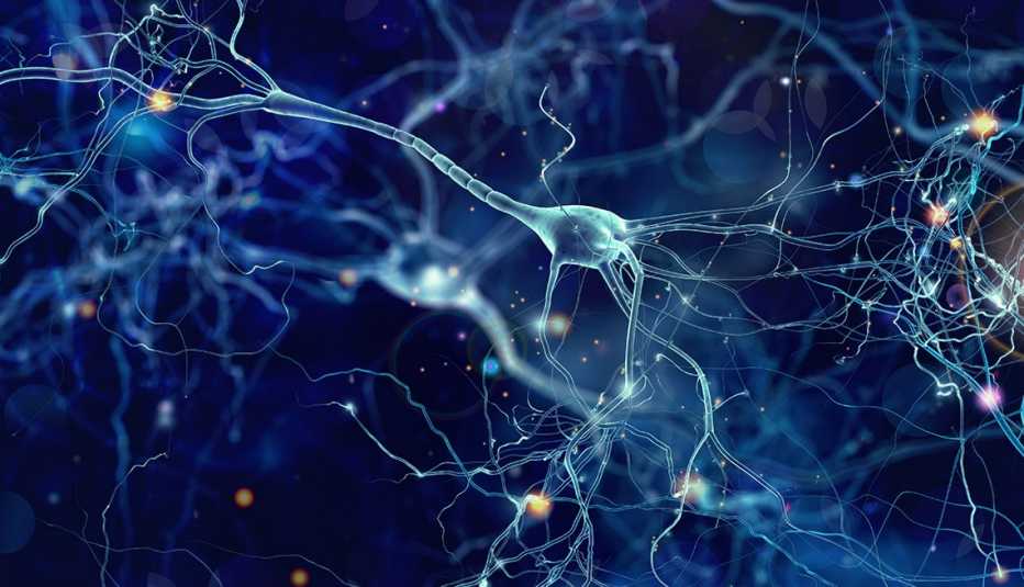 Neurons