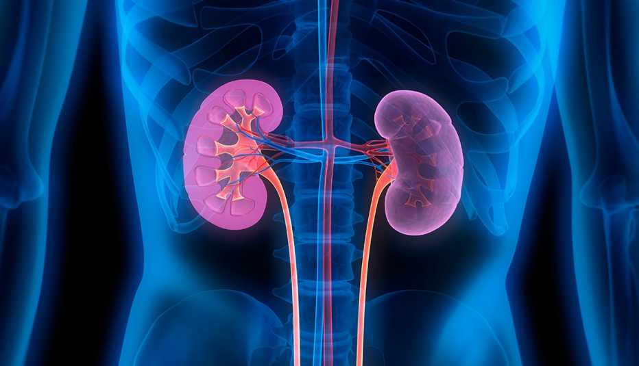 illustration of kidneys