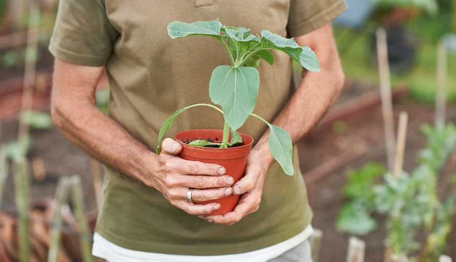 man holding a potted sunflower plant that has not yet bloomed