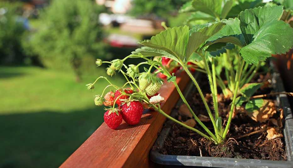 Strawberries in morning sunlight in flowerpots on a balcony overlooking a green lawn