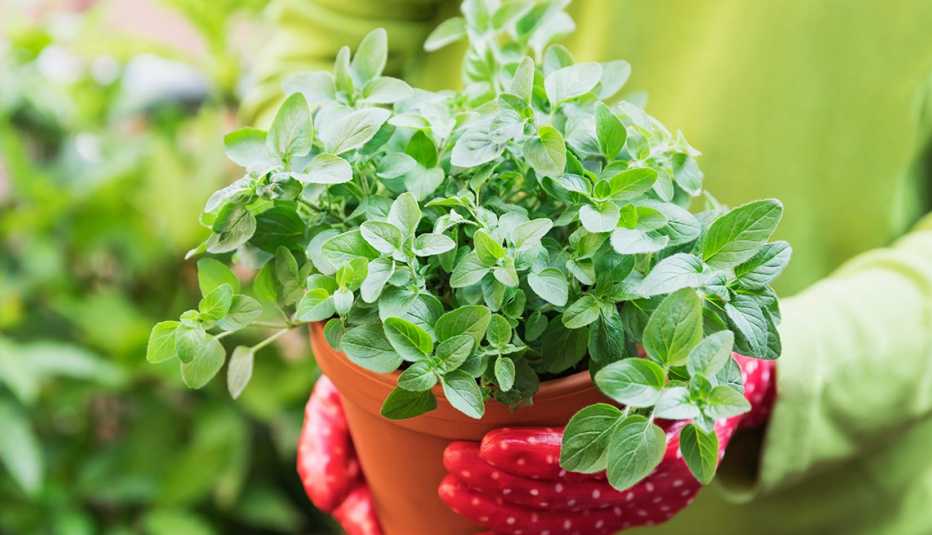 hands with garden gloves holding terra cotta pot containing a lushly growing oregano herb plant