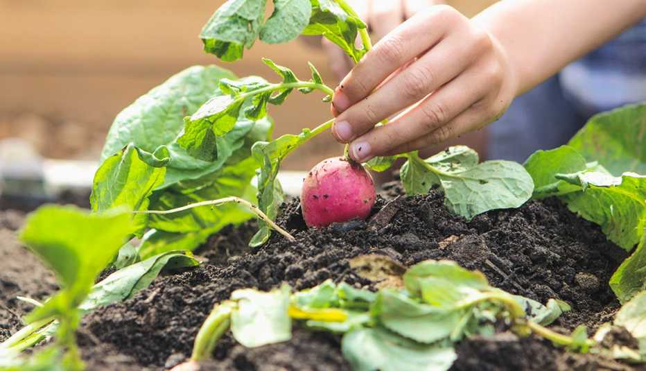 hand of a young boy picking radish from the soil in a garden