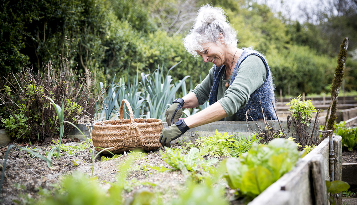 woman tending to lettuce at raised beds