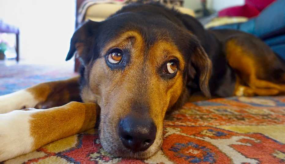 sad dog at home alone