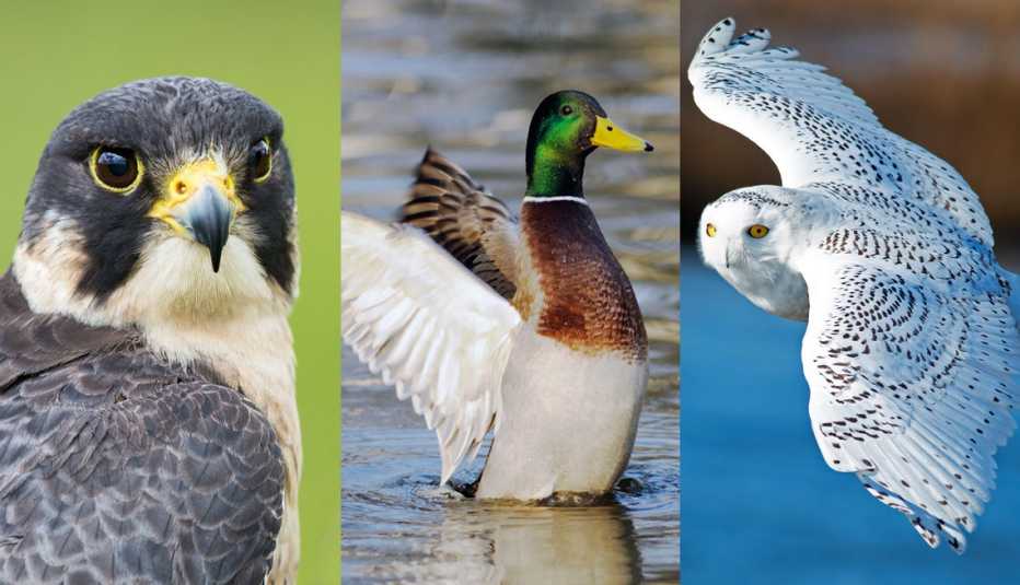 composite image of a peregrine falcon, a mallard, and a snowy owl