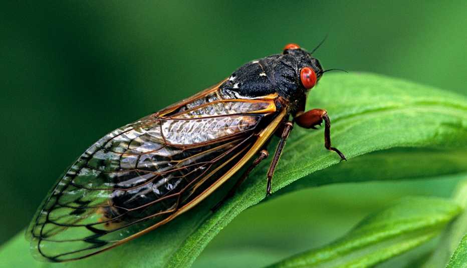 Periodical Cicada, Adult, Magicicada spp. Requires 17 years to complete development. Nymph splits its skin, and transforms into an adult. Feeds on sap of tree roots. Northern Illinois Brood. This brood is the largest emergence of cicadas anywhere
