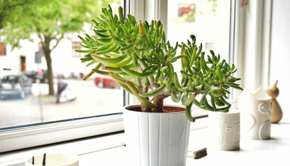 a jade plant in a white pot by the window