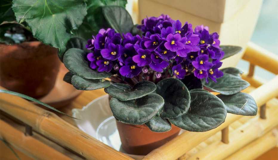 African Violet 