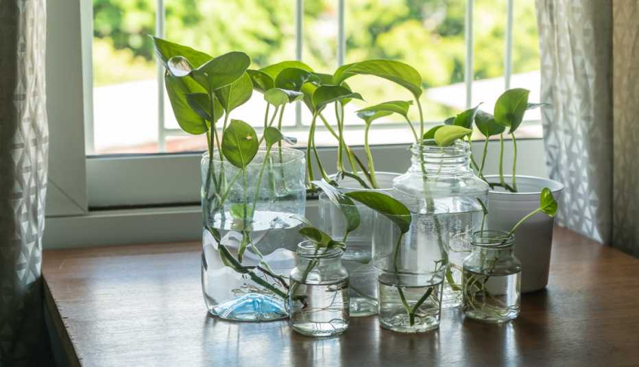glass jars with golden pothos in them