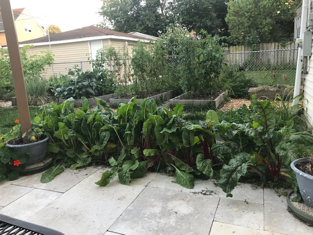 Eve Greenfield's victory garden