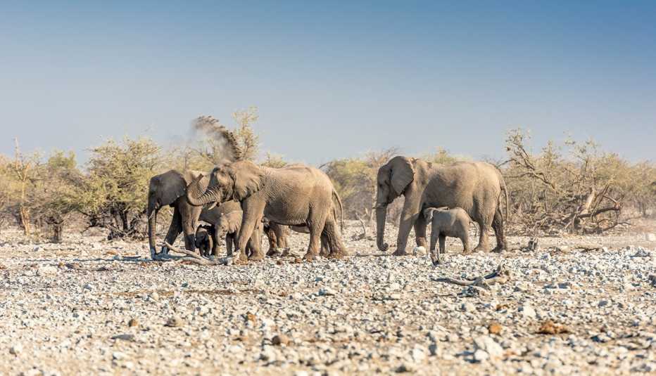 herd of elephants