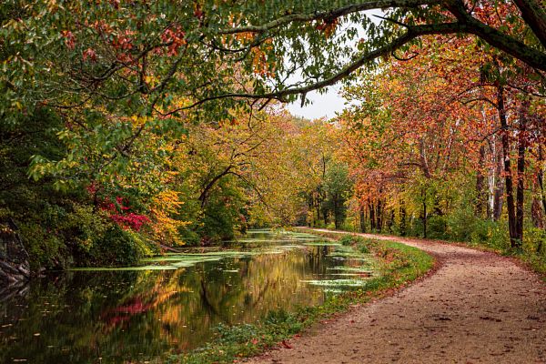 Fall foliage