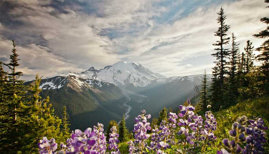 Purple Lupin growing on a hillside at Mt. Rainier National Park