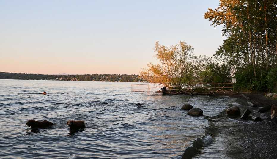 dogs swimming in body of water