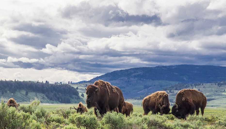 bison at Yellowstone