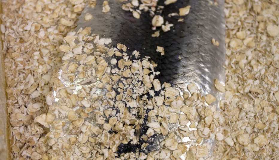 Avena granulada