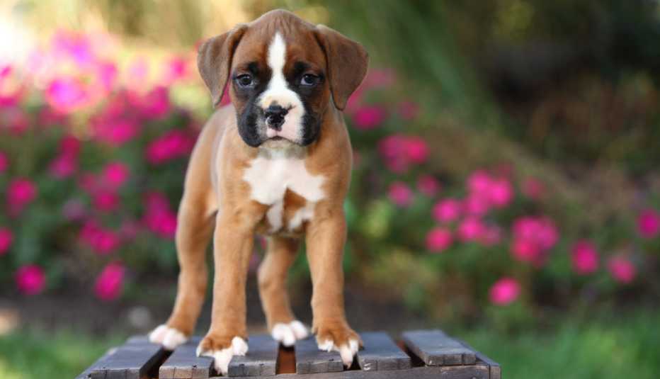 Cachorro bóxer encima de una silla en un jardín