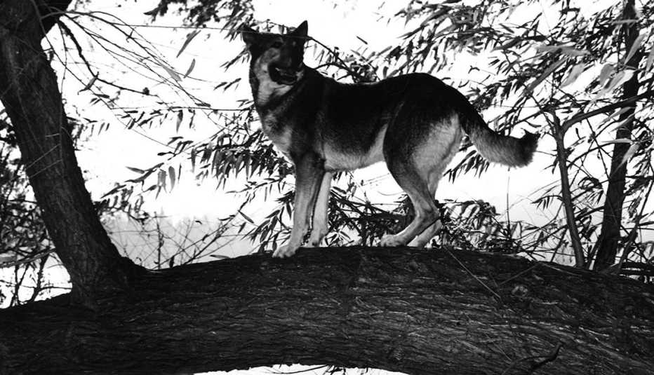 Animales estrellas de cine y TV - El pastor alemán Rin Tin Tin
