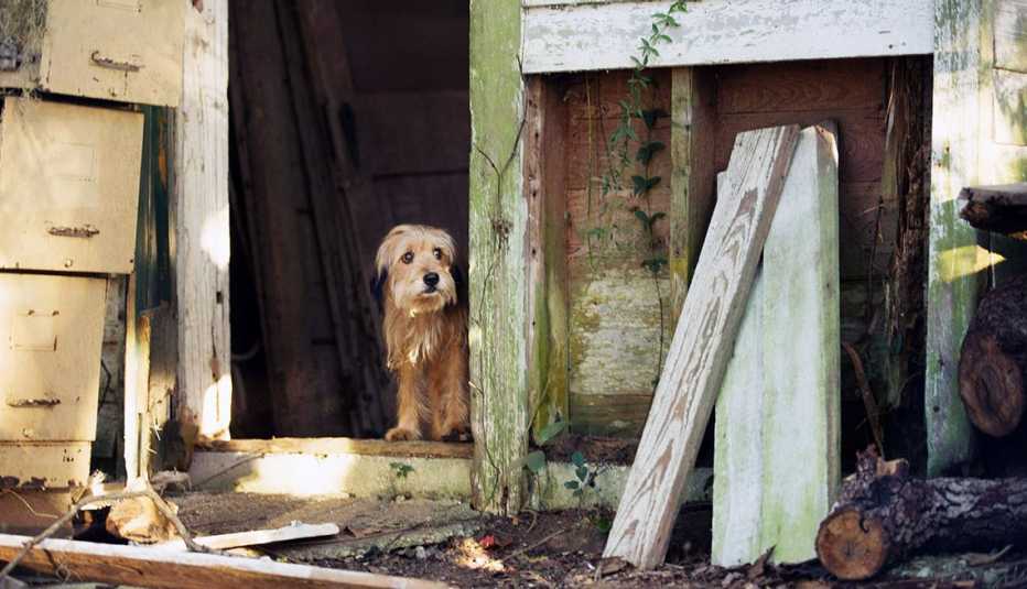 Animales estrellas de cine y TV - Benji