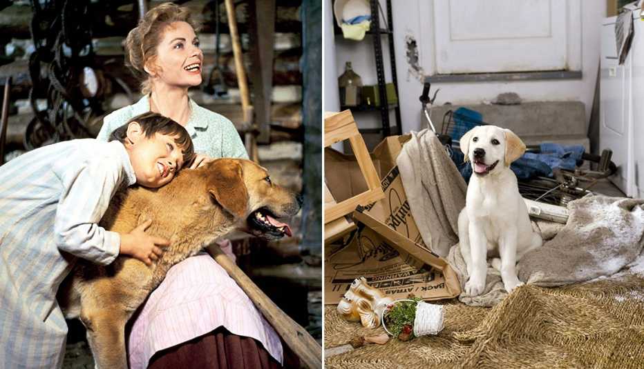 Kevin Corcoran y Dorothy McGuire en "Old Yeller" y el cachorro de "Marley & Me".