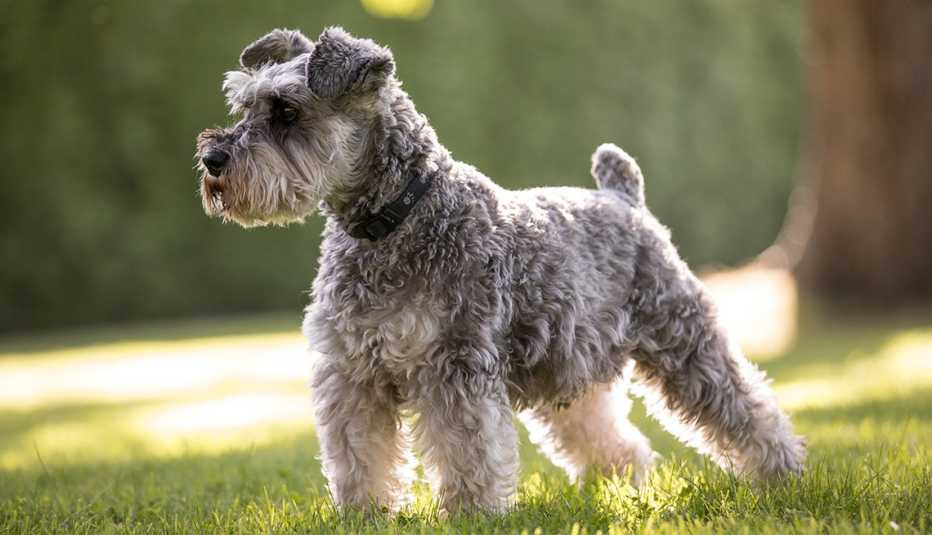 Perro schnauzer