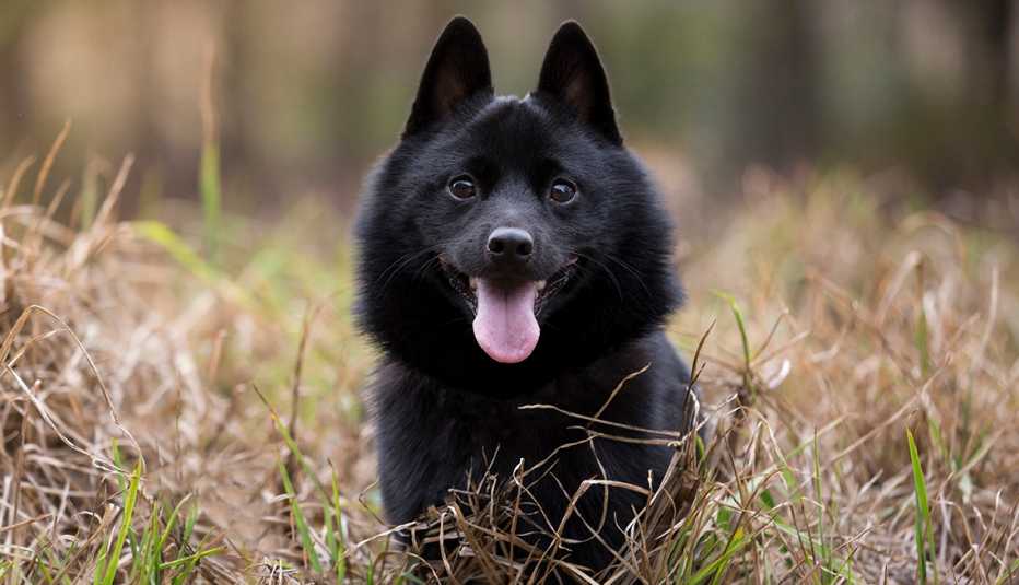 Un perro raza Schipperke