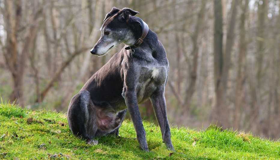 Galgo