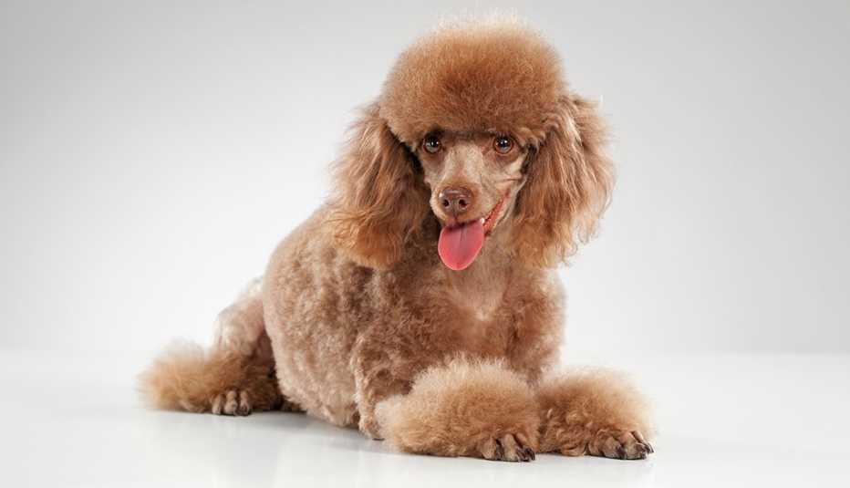 Poodle miniatura