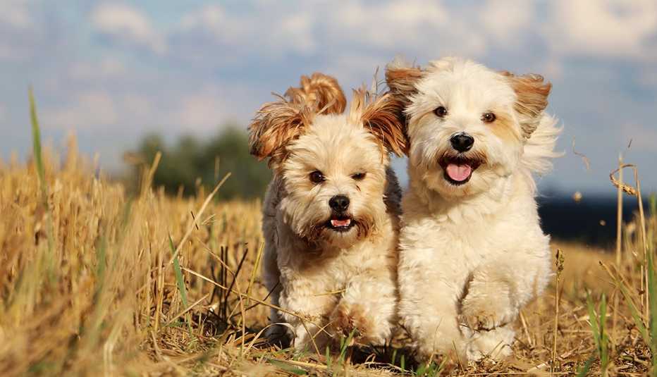 Dos perros raza bichón habanero