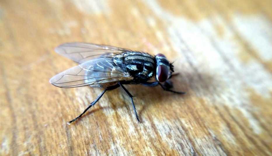 Primer plano de una mosca