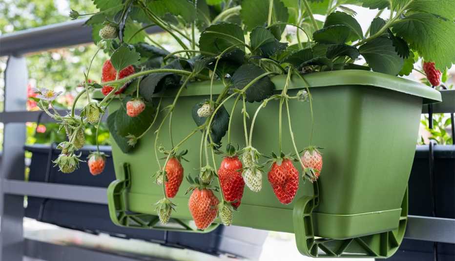 Fresas orgánicas en una maceta