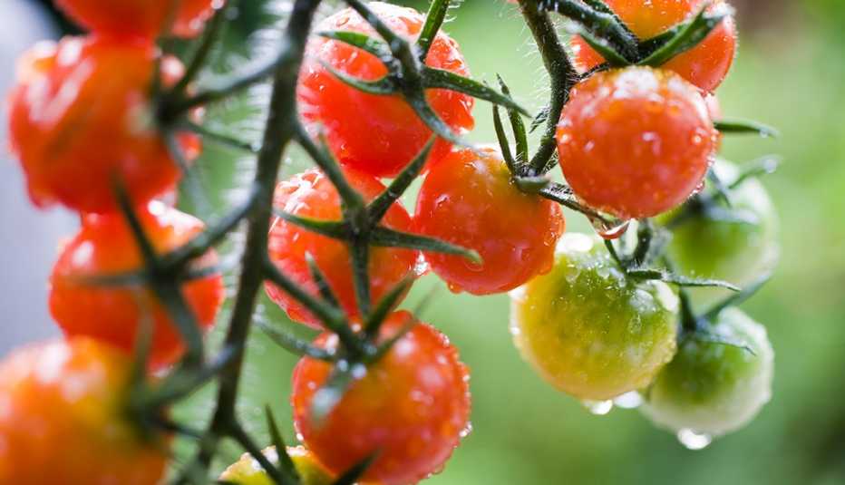 Tomates cherry colgando