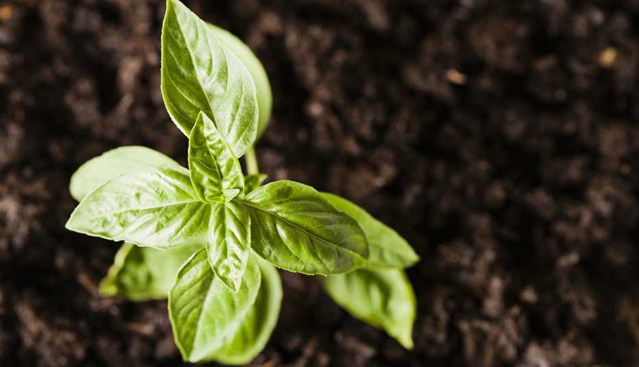 Albahaca sembrada