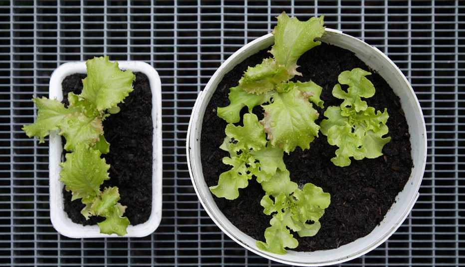 Lechugas plantadas en unos envases