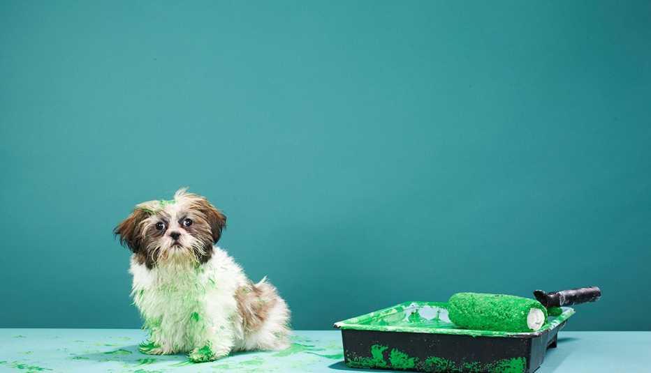Un perro frente a una pared azul recién pintada
