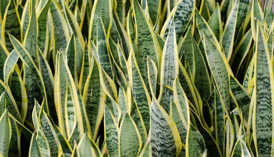 Foto en primer plano de unas plantas