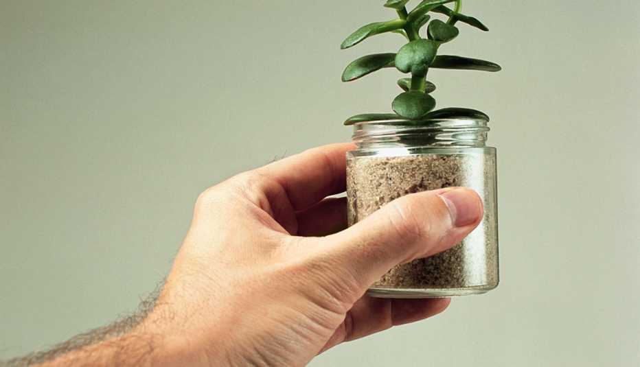 Hombre agarrando una planta en un recipiente de vidrio