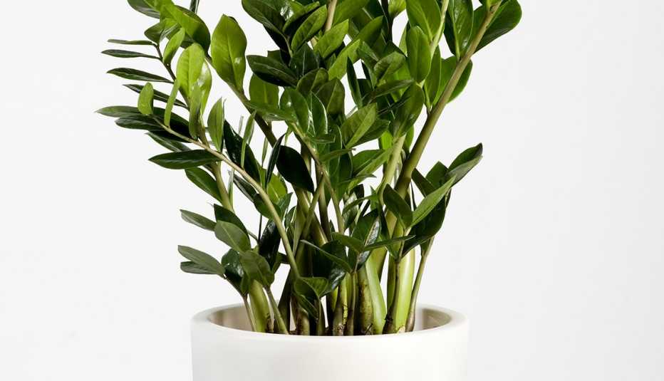 Primer plano de una planta en una maceta de color blanco