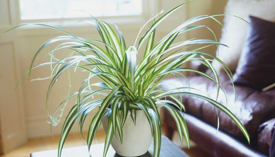 Una planta sobre centro de mesa en una sala