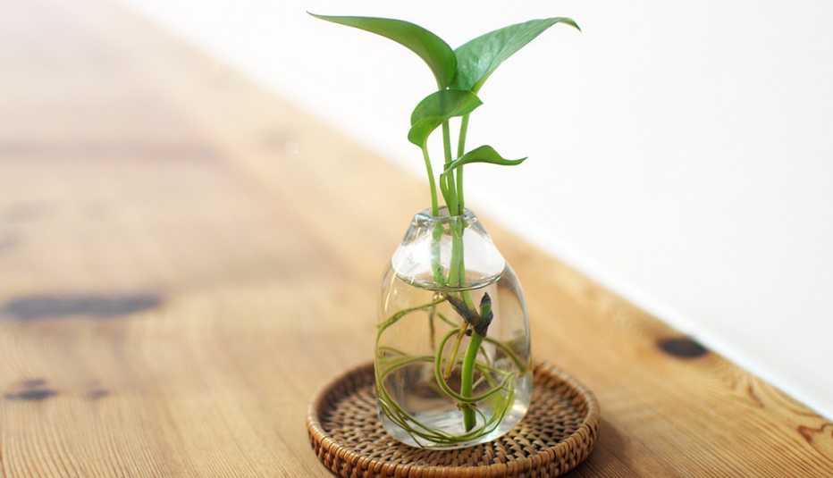 Una planta en un recipiente de vidrio