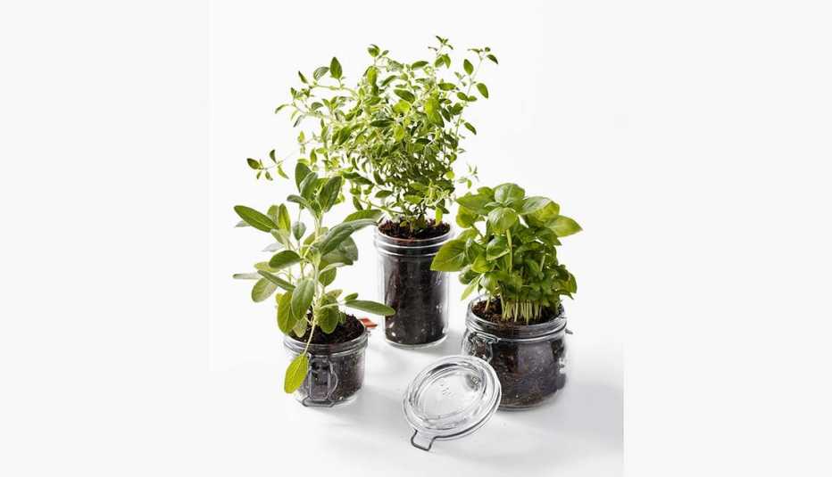 Frascos de vidrio con plantas
