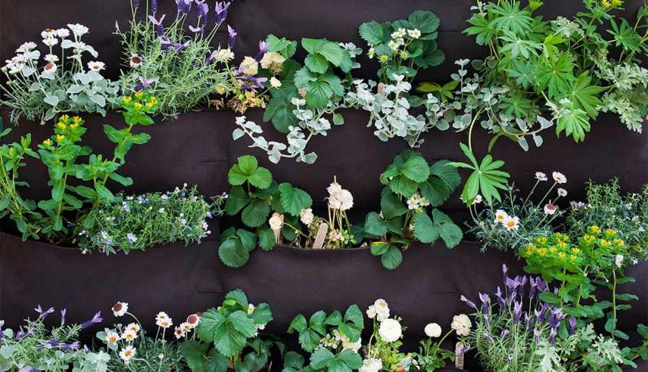 Plantas creciendo en un jardín vertical