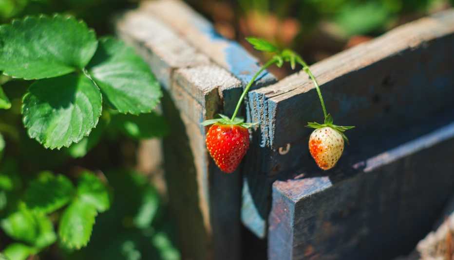 Vista detalle de dos fresas sobre una caja de madera